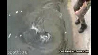 Сом мутант в радиоактивном Чернобыле
