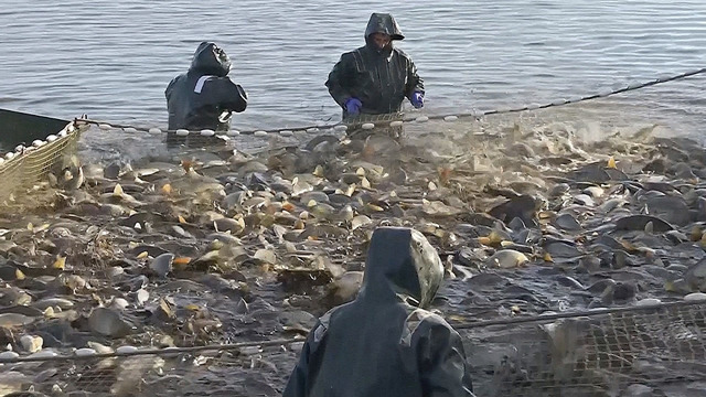 Воду из рыбных прудов Венгрии начали направлять на сухие поля