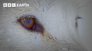 Winter in the Wild | A Winter Wildlife Wonderland Part 2 | BBC Earth