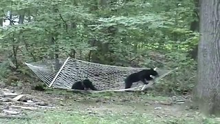 Медвежата в гамаке