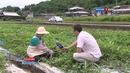 Квадратные арбузы Японии / Square watermelons Japan