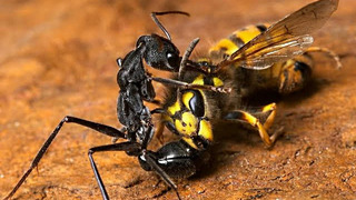 Вот Почему Все Боятся Муравьев! Самые опасные муравьи в мире