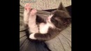Один из самых милых котят