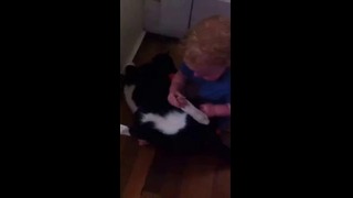 Baby Wrestling Cat