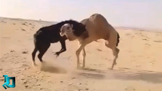 Лошадь в Деле / Лошадь против Верблюда, Собаки, Быка