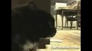 Говорящие котики