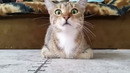 Коту показали фильм ужасов