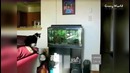 Смешные коты и кошки 2017. приколы с котами и другими животными