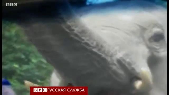 Дикий слон напал на автомобиль – BBC Russian