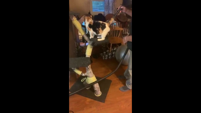 Cat Gets Tail Vacuumed #shorts