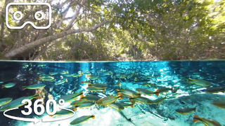 Predators Swim In The Super-Clear Waters Of South Brazil | VR 360 | Seven Words, One Planet
