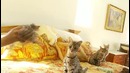 5 самых редких пород кошек в мире