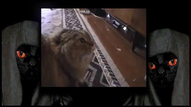 Madevil – death cats – mmv