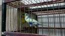 Самец волнистого попугая кормит самку