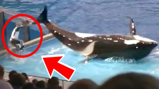 ORCA WHALE HITS TRAINER! | FUNNY FAILS