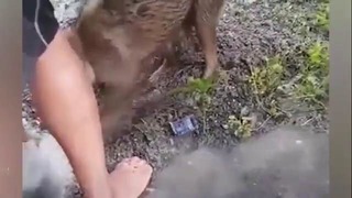 Собака пожертвовала собой, чтобы спасти своих щенков