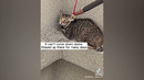Animals That Asked People for Help | Random Acts of Kindness #5