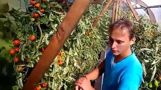 Адвокат Егоров – ПОМИДОРЫ Самоподвязка томатов на сетке – ленивый огород
