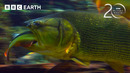 Piranhas Strip a Fish to the Bone | 20 Years of Planet Earth | BBC Earth