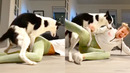 DOG STARTED HUMPING HER | FUNNY ANIMALS