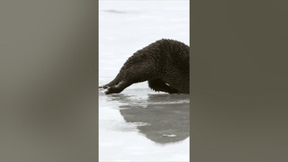 This playful otter is sliding on its belly to glide along the ice 🦦 #Shorts