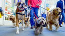 The Rules Of The Dog Park | Pets: Wild At Heart | BBC Earth