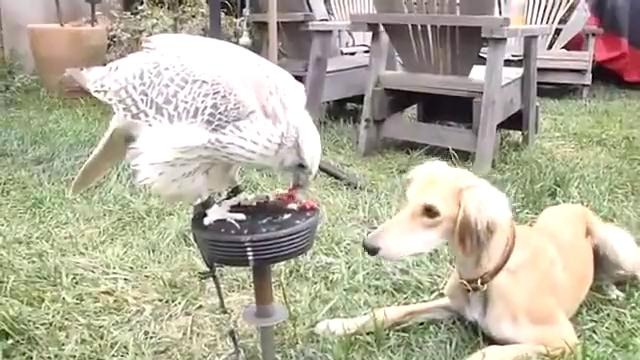 Сокол кормит собаку