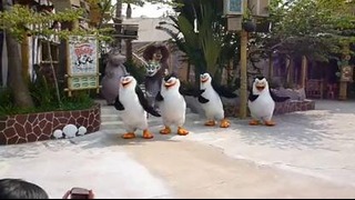 Танец пингвинов из Мадагаскара