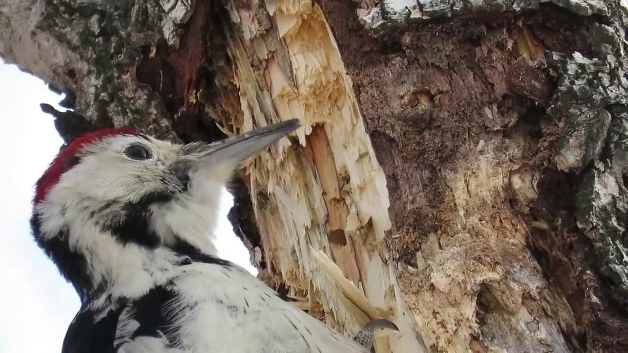 Техника, которую дятел использует для долбления дерева