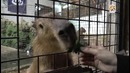 Япония – Не только котики бывают милыми