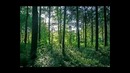 Орнитотерапия – Лечение пением птиц