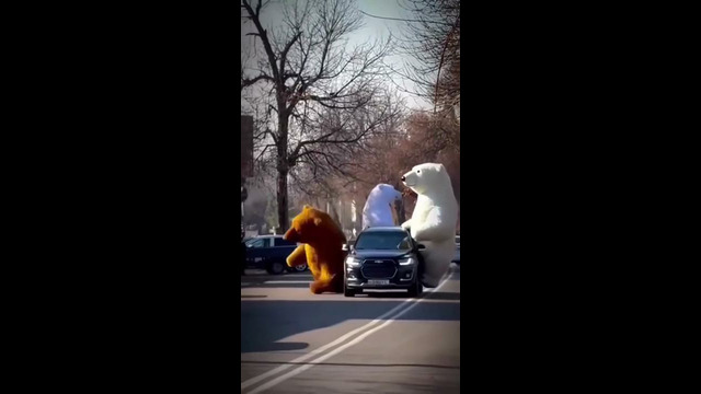 В Ташкенте заметили «медведей», передвигающихся на авто