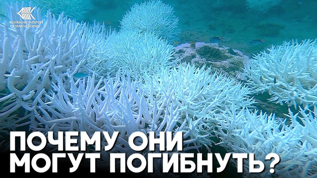 В мире происходит четвёрное глобальное обесцвечивание кораллов