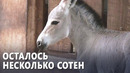 Редкий сомалийский осёл родился в зоопарке в Чили
