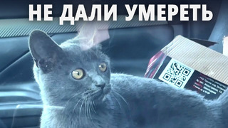 Полиция спасла кошку, оставленную в машине в центре Москвы