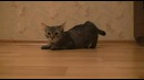 Смотреть 5 раз очень смешно