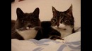 Общение двух котят
