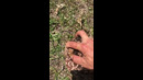 THE POISONOUS FROG