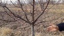 Анъанавий ёки интенсив