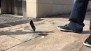 IPhone 6 vs. Internet