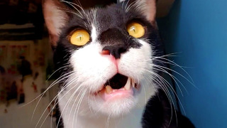 Confused Cat is Adorable | Funny Pet Videos