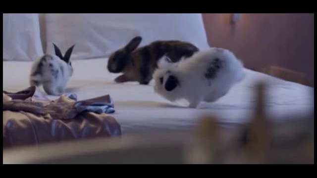 Кролики в рекламе отеля