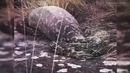 10 самых ужасных нападений животных