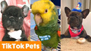 TikTok Pets Too Cute You’ll Smile