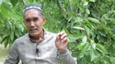 Саволжавоб Гилос мевасини йирик қилиш йўллари