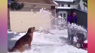 Собаки радуются снегу – Забавные собаки веселятся и играют в снегу
