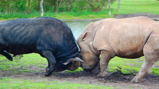 Носорог в деле! носорог против львов, слона, буйвола