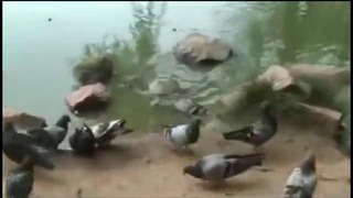 Черепаха ловит голубя