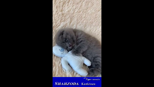 Shahzoda – Котёнок Tiger remix