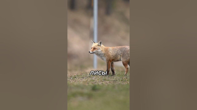 Что Будет с Планетой если ВСЕ Люди ИСЧЕЗНУТ #shorts